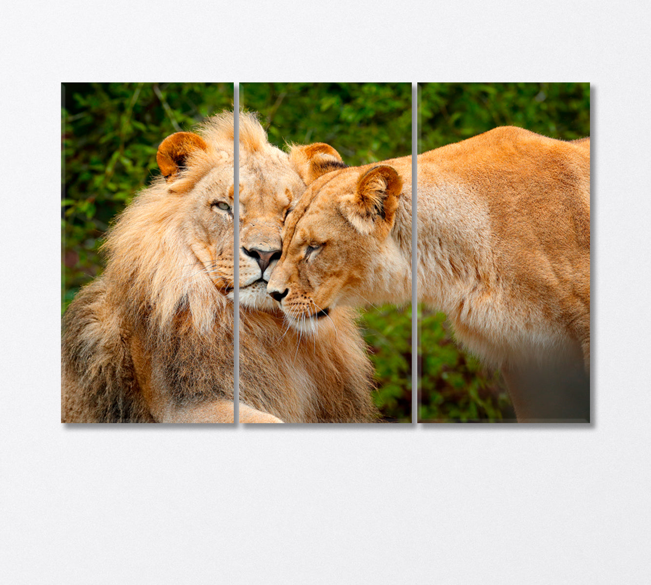 Pair of African Lions Chobe National Park Africa Canvas Print-Canvas Print-CetArt-3 Panels-36x24 inches-CetArt