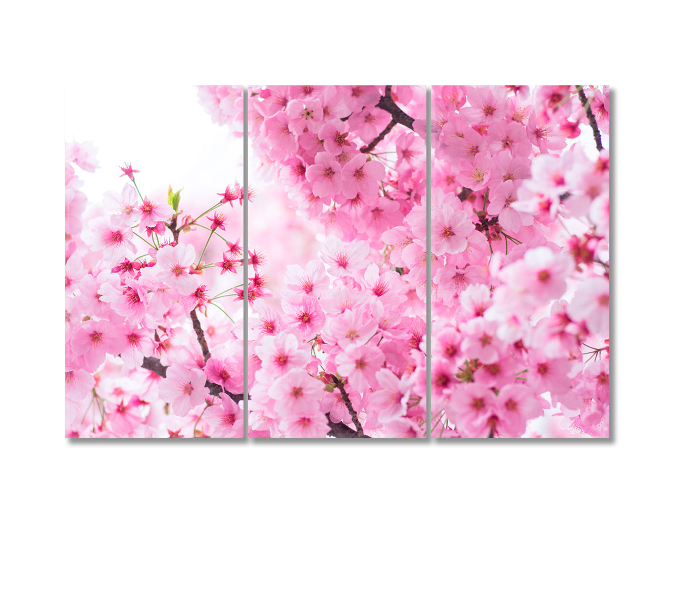 Blooming Japanese Sakura Canvas Print-Canvas Print-CetArt-3 Panels-36x24 inches-CetArt