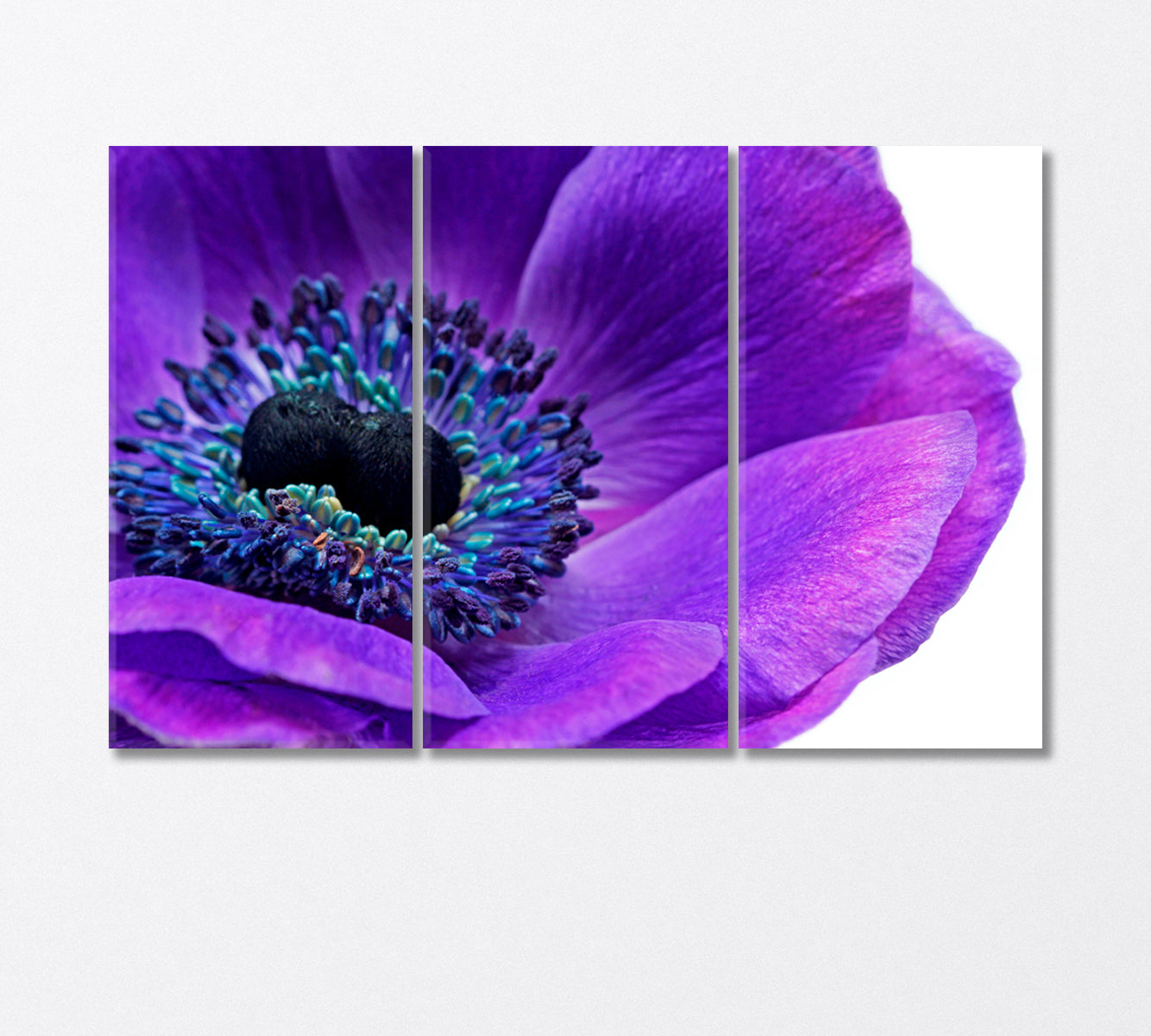 Ultra Violet Anemone Flower Canvas Print-Canvas Print-CetArt-3 Panels-36x24 inches-CetArt