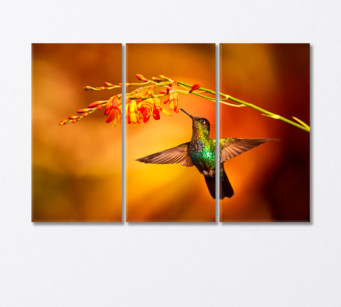 Hummingbird Collecting Nectar Canvas Print-Canvas Print-CetArt-3 Panels-36x24 inches-CetArt