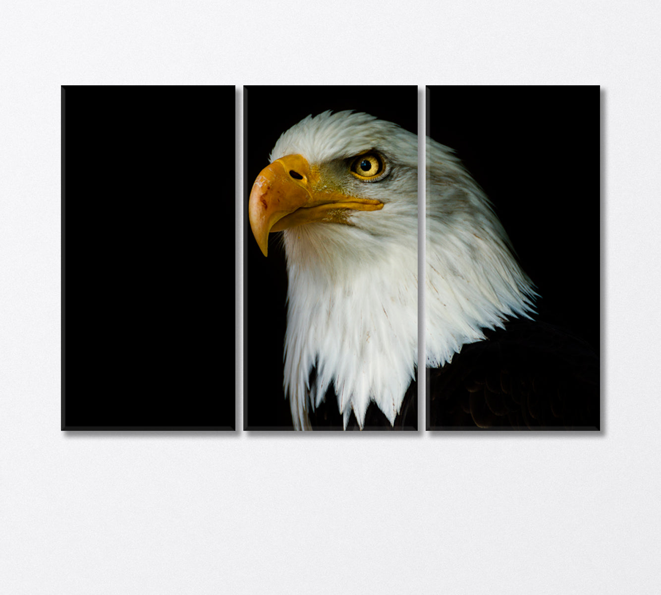 National American Bird of Prey Eagle Canvas Print-Canvas Print-CetArt-3 Panels-36x24 inches-CetArt