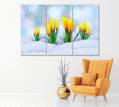 Yellow Crocus Flower in Snow Canvas Print-Canvas Print-CetArt-1 Panel-24x16 inches-CetArt