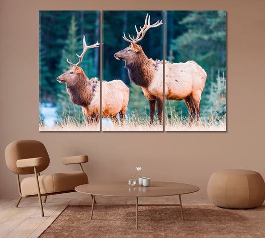 Wild Elks Canvas Print-Canvas Print-CetArt-1 Panel-24x16 inches-CetArt