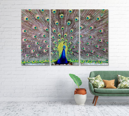 Peacock Showing Off His Tail Feathers Canvas Print-Canvas Print-CetArt-1 Panel-24x16 inches-CetArt
