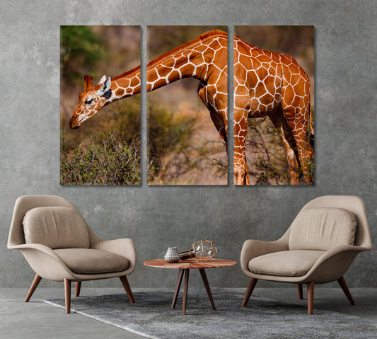 Giraffe in Samburu National Reserve Kenya Canvas Print-Canvas Print-CetArt-1 Panel-24x16 inches-CetArt