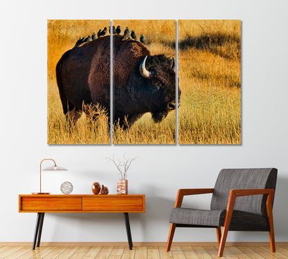 American Bison with Starlings on Back Canvas Print-Canvas Print-CetArt-1 Panel-24x16 inches-CetArt