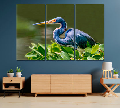 Tricolored Heron Canvas Print-Canvas Print-CetArt-1 Panel-24x16 inches-CetArt