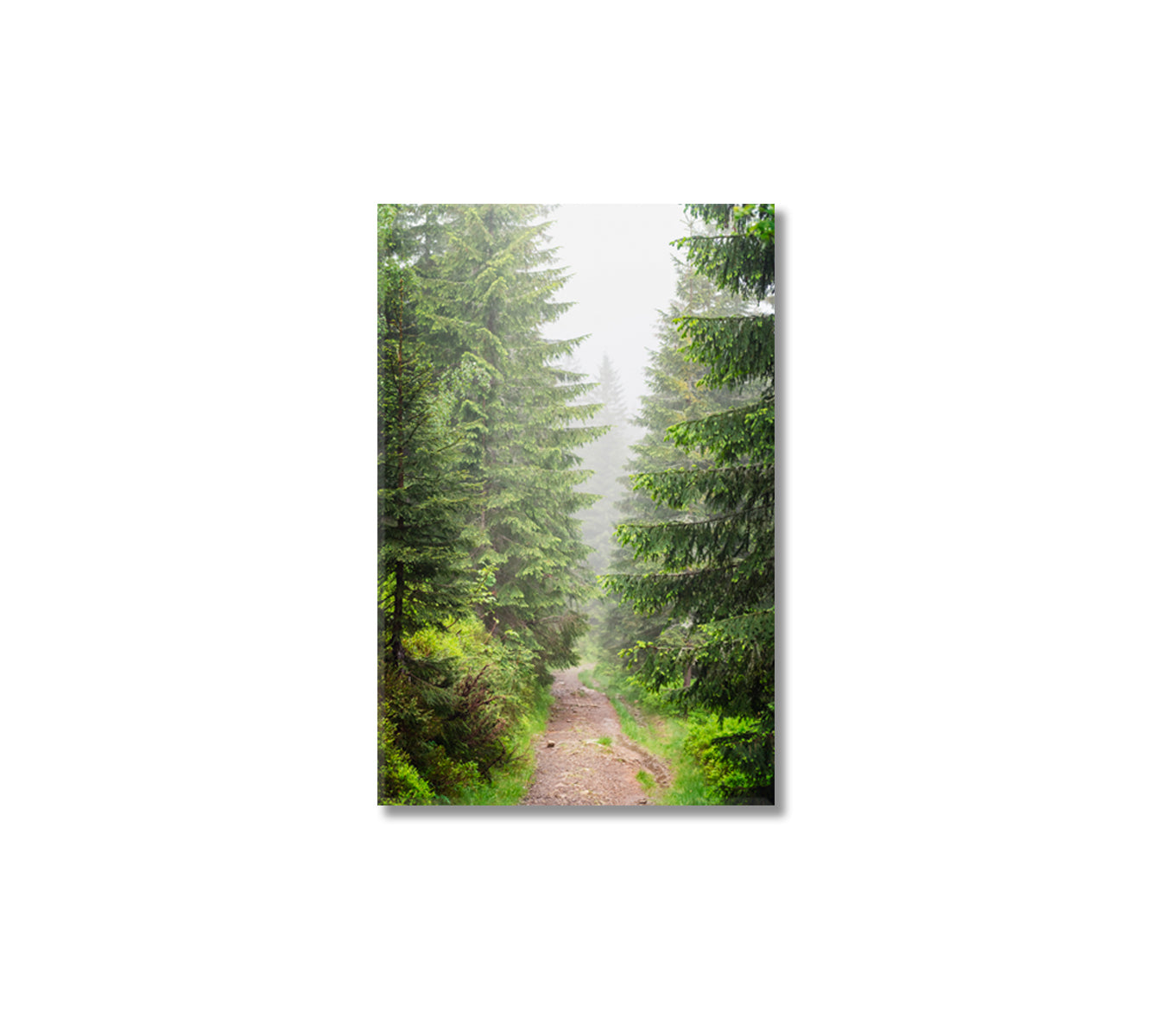 Trail in Beautiful Pine Forest Canvas Print-Canvas Print-CetArt-1 panel-16x24 inches-CetArt