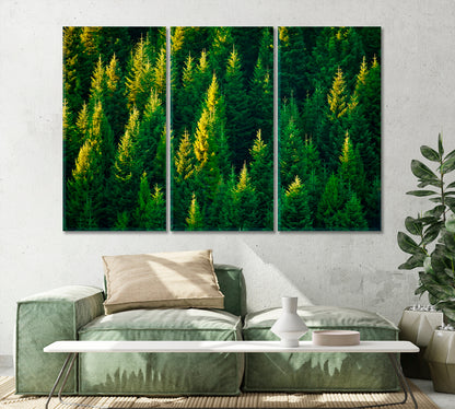 Summer Spruce Forest Canvas Print-Canvas Print-CetArt-1 Panel-24x16 inches-CetArt