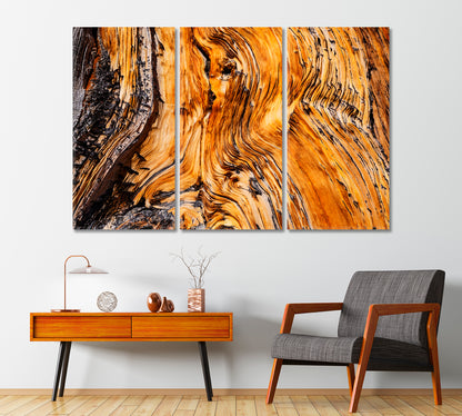 Ancient Bristlecone Pine Tree Canvas Print-Canvas Print-CetArt-1 Panel-24x16 inches-CetArt