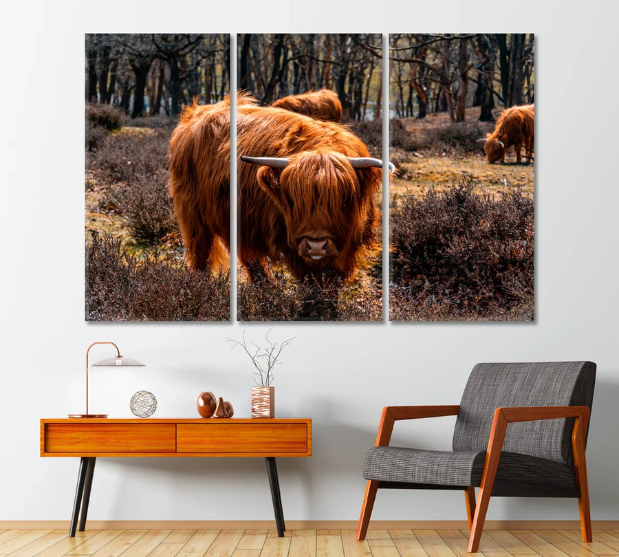 Highland cattle grazing — rustic wall art in a modern lounge