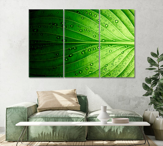 Beautiful Green Leaf Canvas Print-Canvas Print-CetArt-1 Panel-24x16 inches-CetArt
