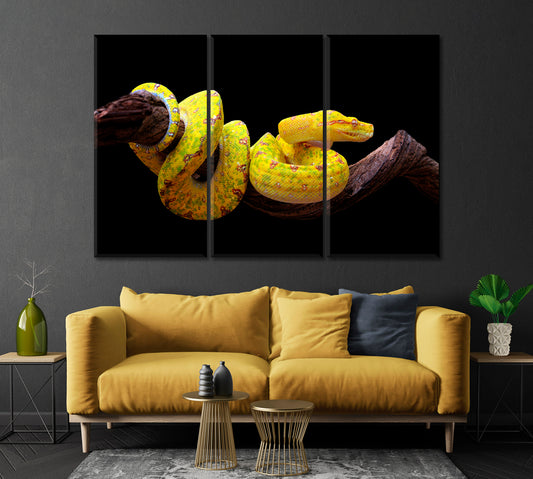 Yellow Python Snake Canvas Print-Canvas Print-CetArt-1 Panel-24x16 inches-CetArt