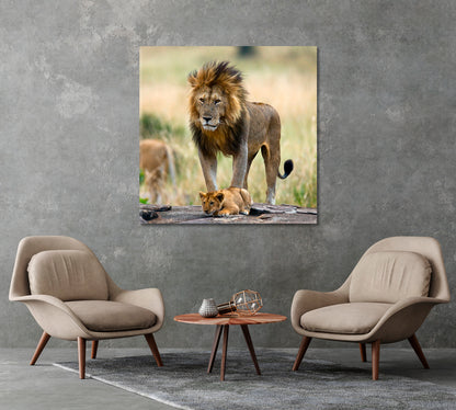 Wild Male Lion with Cub Kenya Canvas Print-Canvas Print-CetArt-1 panel-12x12 inches-CetArt