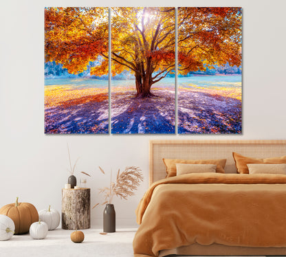 Beautiful Big Tree in Autumn Canvas Print-Canvas Print-CetArt-1 Panel-24x16 inches-CetArt