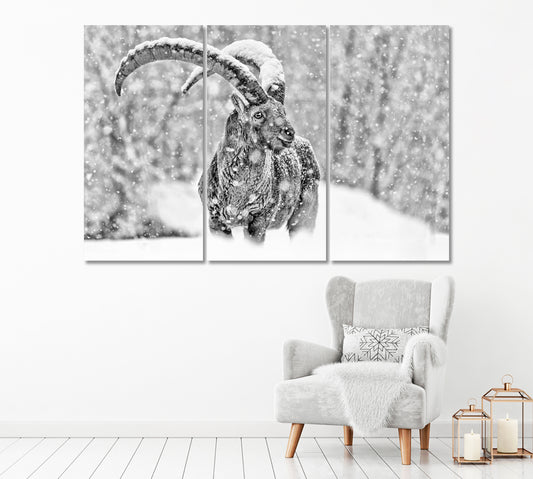 Alpine Mountain Goat under the Snowfall Canvas Print-Canvas Print-CetArt-1 Panel-24x16 inches-CetArt