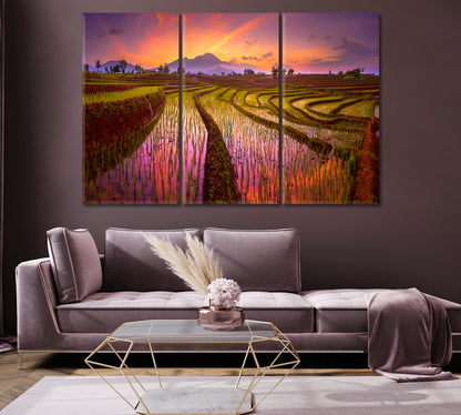 Rice Field Sunrise Canvas Print-Canvas Print-CetArt-1 Panel-24x16 inches-CetArt