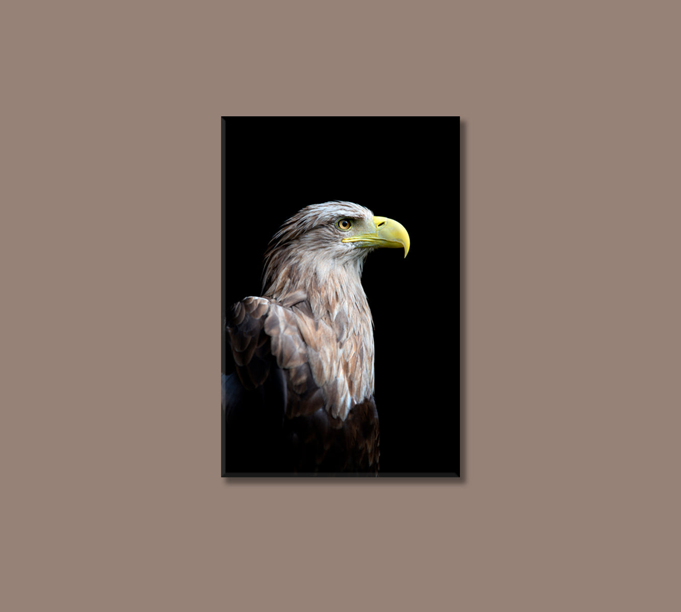 Eagle Close Up Canvas Print-Canvas Print-CetArt-1 panel-16x24 inches-CetArt