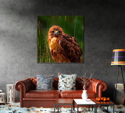 Red-tailed Hawk Canvas Print-Canvas Print-CetArt-1 panel-12x12 inches-CetArt
