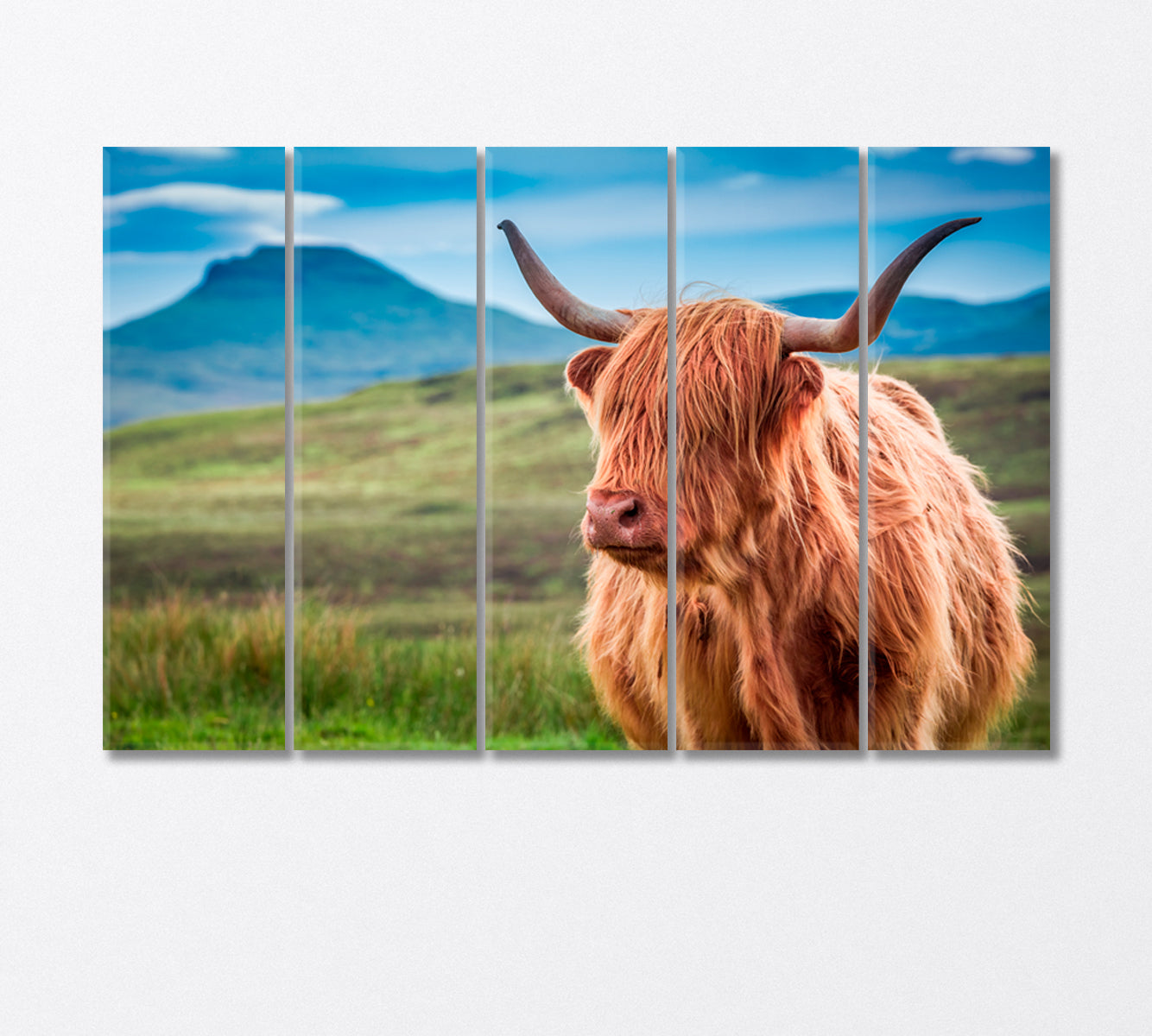 Fluffy Highland Cow Canvas Print-Canvas Print-CetArt-5 Panels-36x24 inches-CetArt