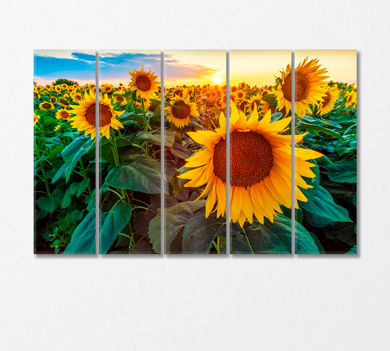 Sunflower Fields at Sunset Canvas Print-Canvas Print-CetArt-5 Panels-36x24 inches-CetArt