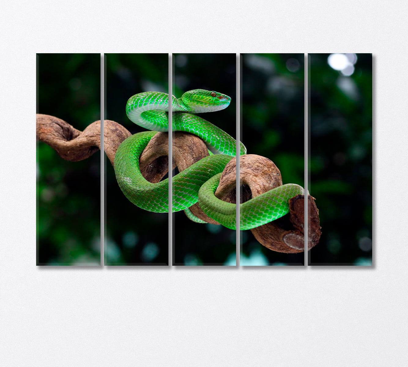 Green Poisonous Snake Canvas Print-Canvas Print-CetArt-5 Panels-36x24 inches-CetArt