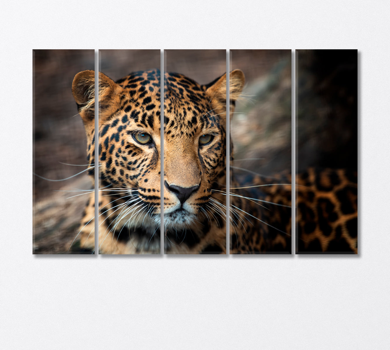 Young Leopard Canvas Print-Canvas Print-CetArt-5 Panels-36x24 inches-CetArt