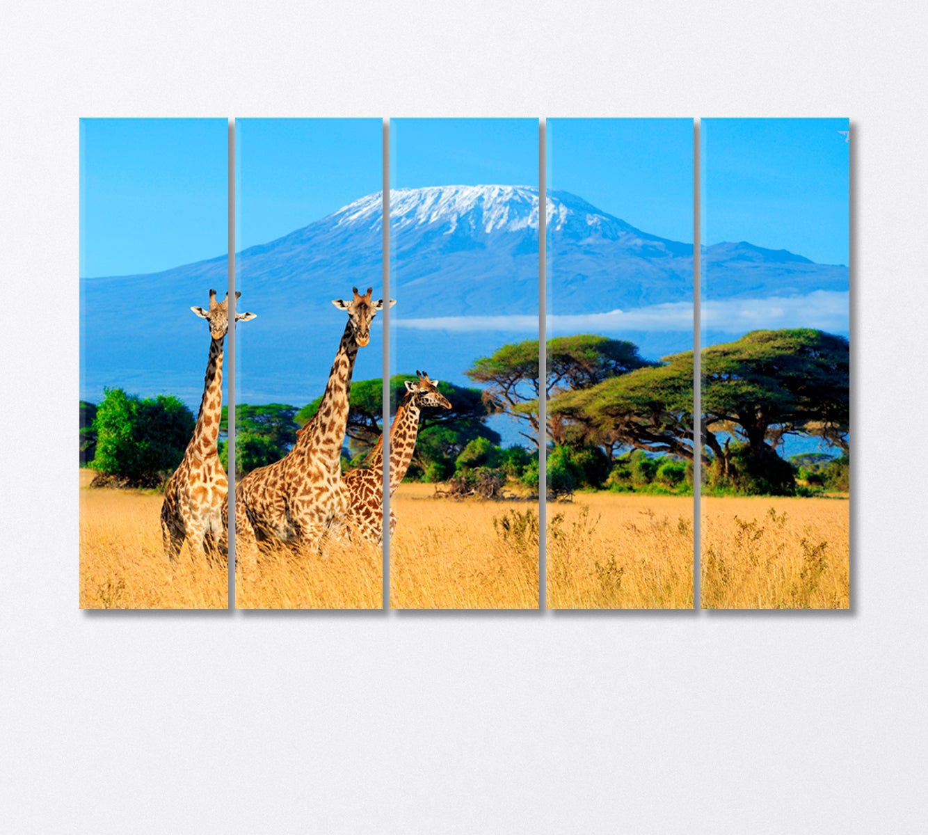 Three Giraffes Near Mount Kilimanjaro Africa Canvas Print-Canvas Print-CetArt-5 Panels-36x24 inches-CetArt