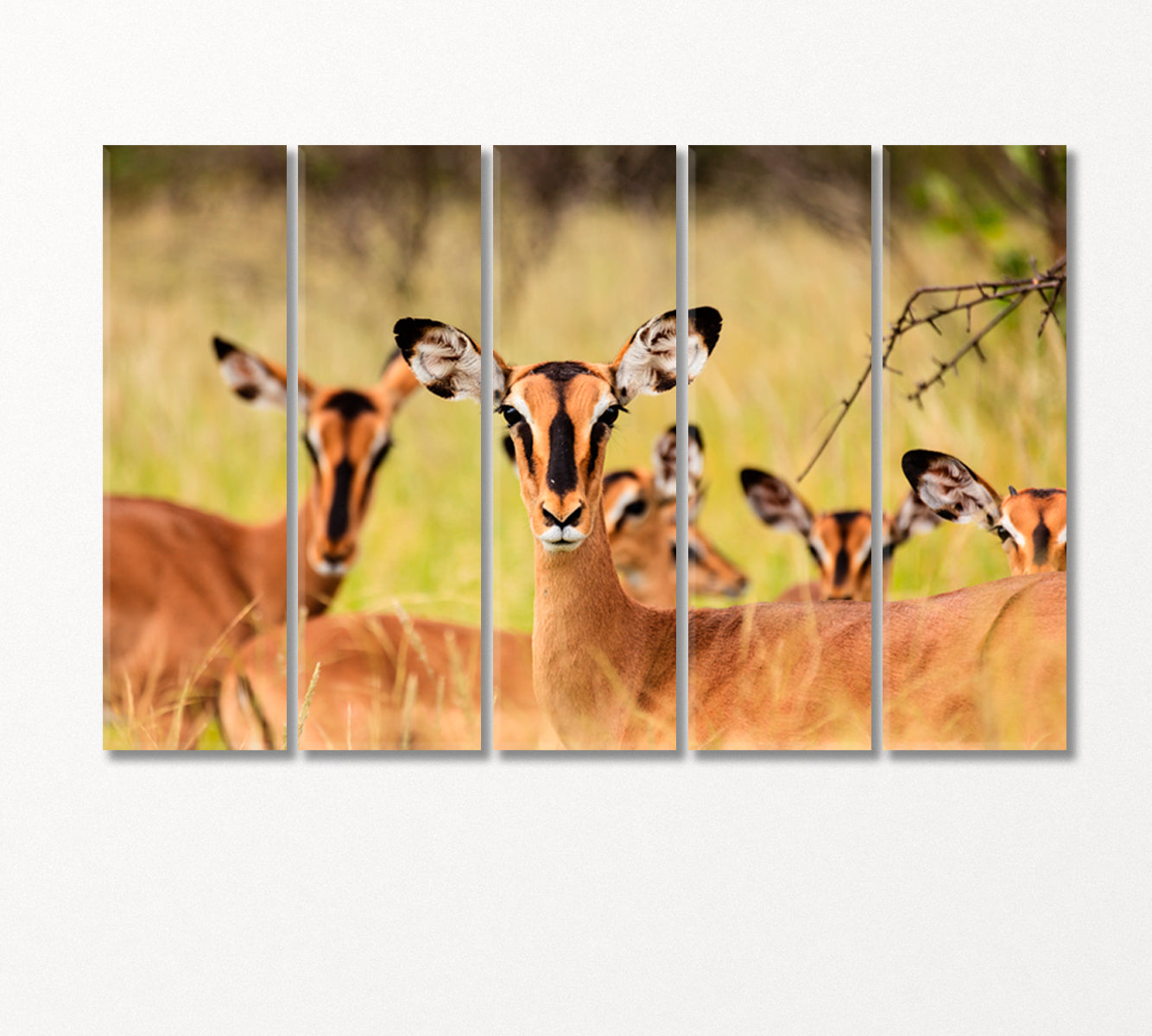 Young African Antelopes Canvas Print-Canvas Print-CetArt-5 Panels-36x24 inches-CetArt