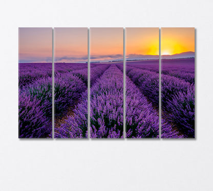Sunrise in the Lavender Field Canvas Print-Canvas Print-CetArt-5 Panels-36x24 inches-CetArt