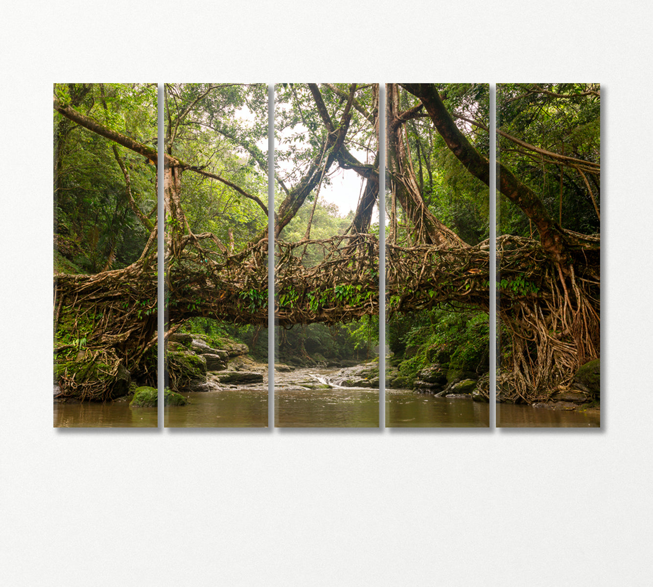 Living Root Bridge Cherrapunji India Canvas Print-Canvas Print-CetArt-5 Panels-36x24 inches-CetArt