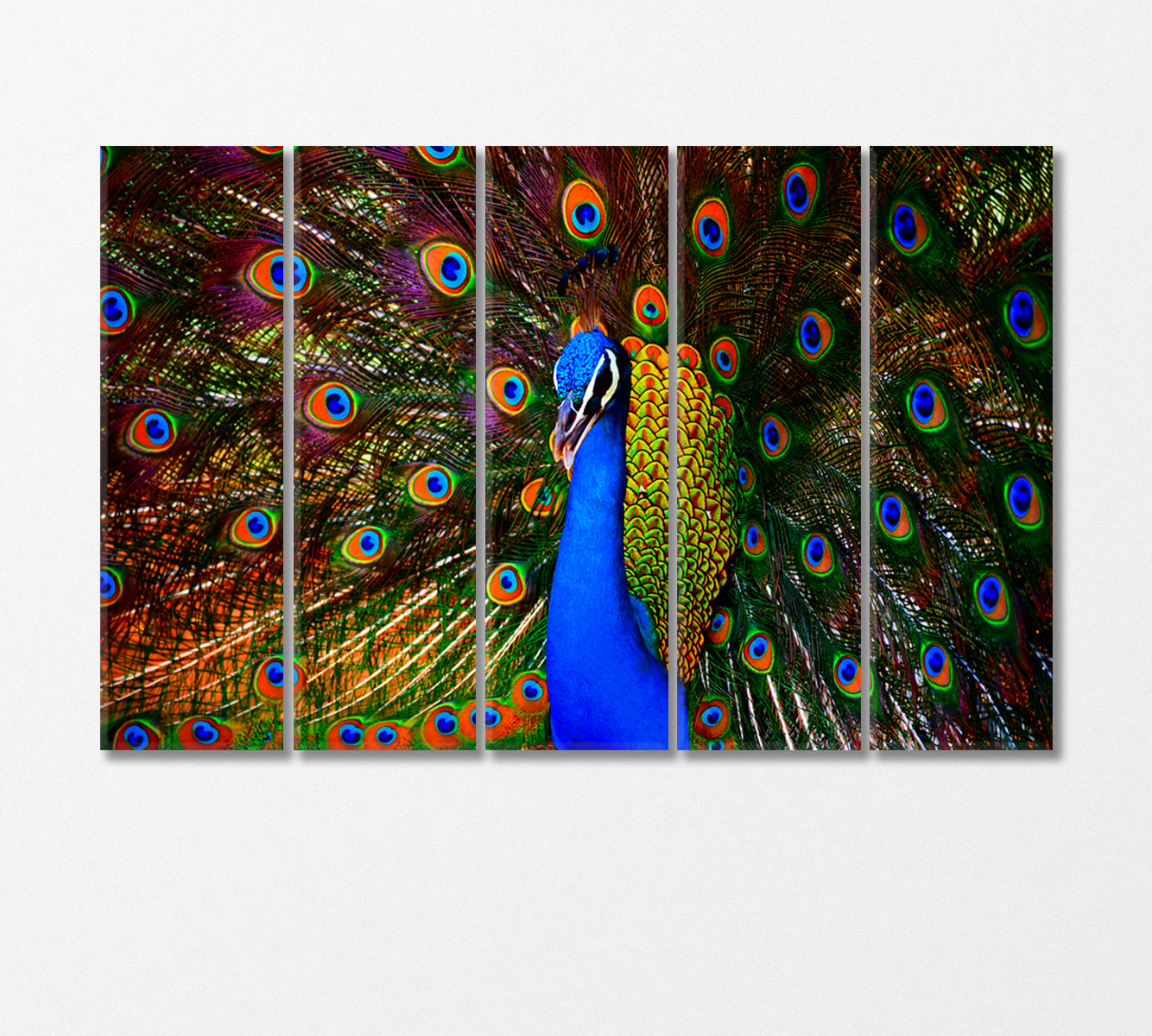 Colorful Dancing Peacock Canvas Print-Canvas Print-CetArt-5 Panels-36x24 inches-CetArt