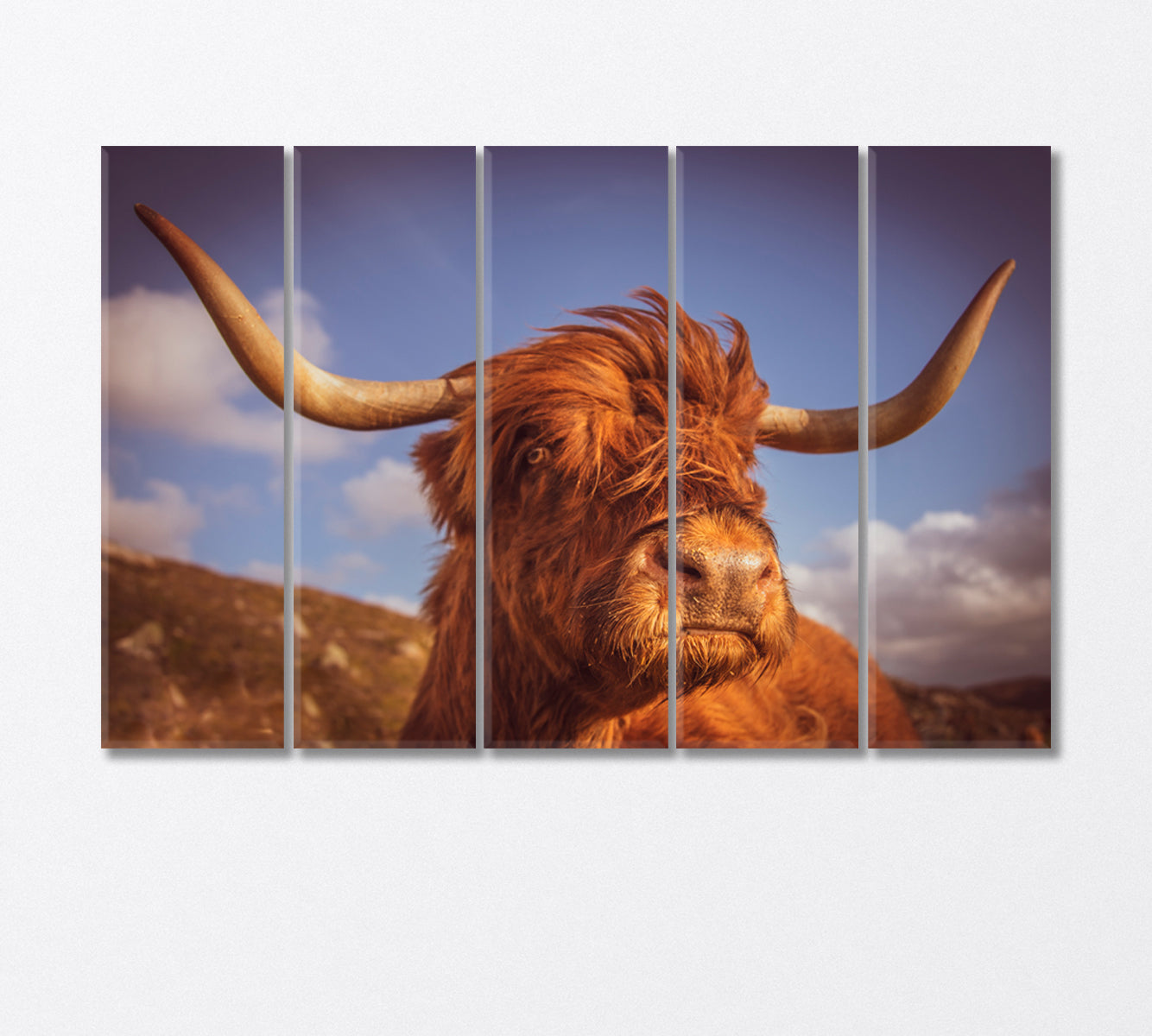 Highland Scottish Cow with Big Horns Canvas Print-Canvas Print-CetArt-5 Panels-36x24 inches-CetArt