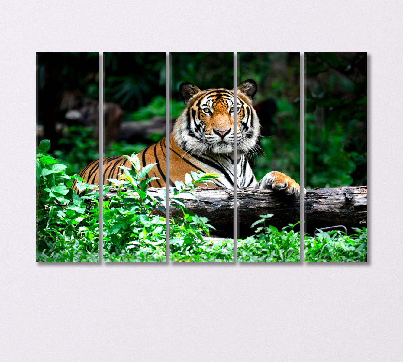 Bengal Tiger Resting in the Forest Canvas Print-Canvas Print-CetArt-5 Panels-36x24 inches-CetArt