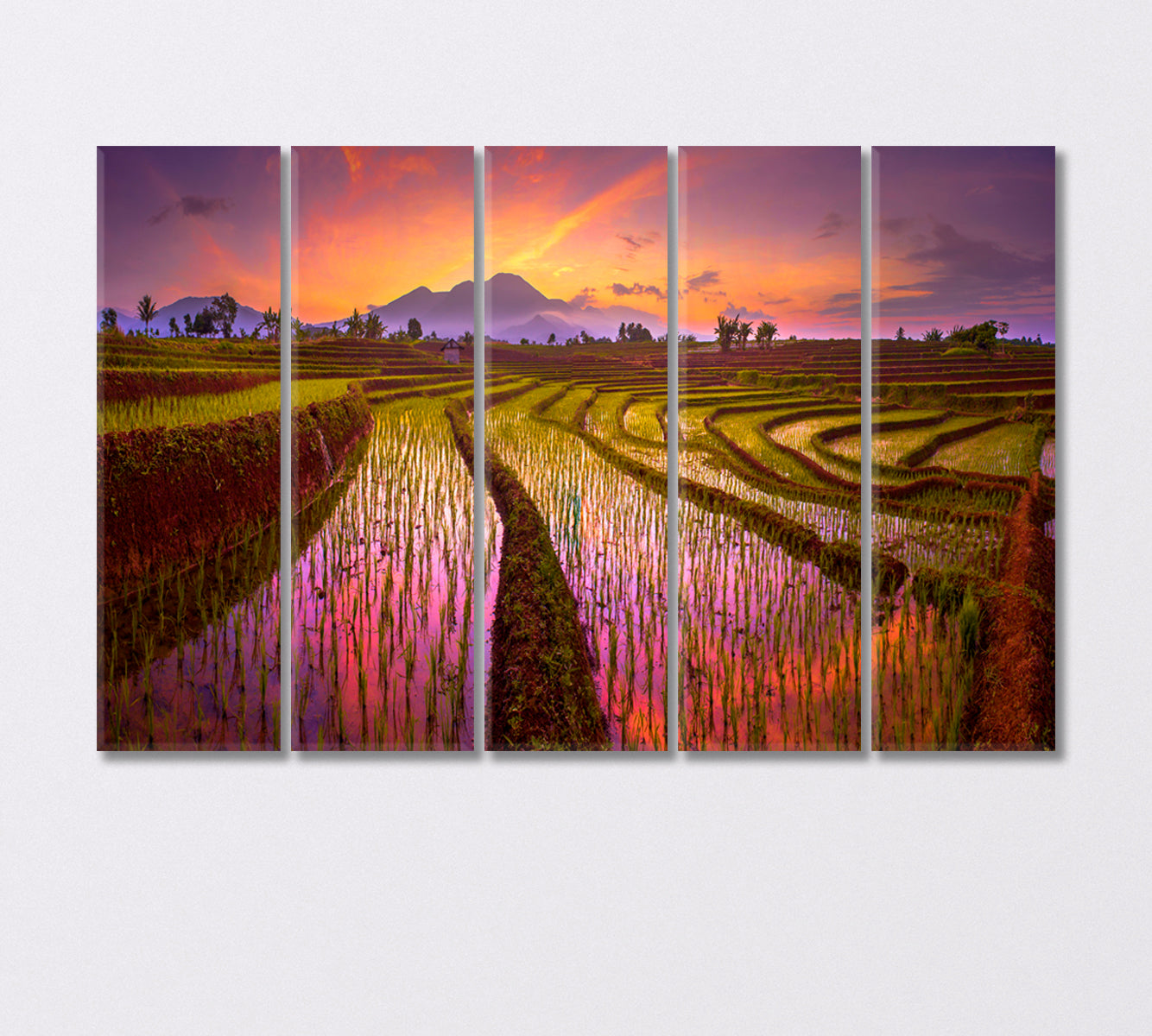 Rice Field Sunrise Canvas Print-Canvas Print-CetArt-5 Panels-36x24 inches-CetArt