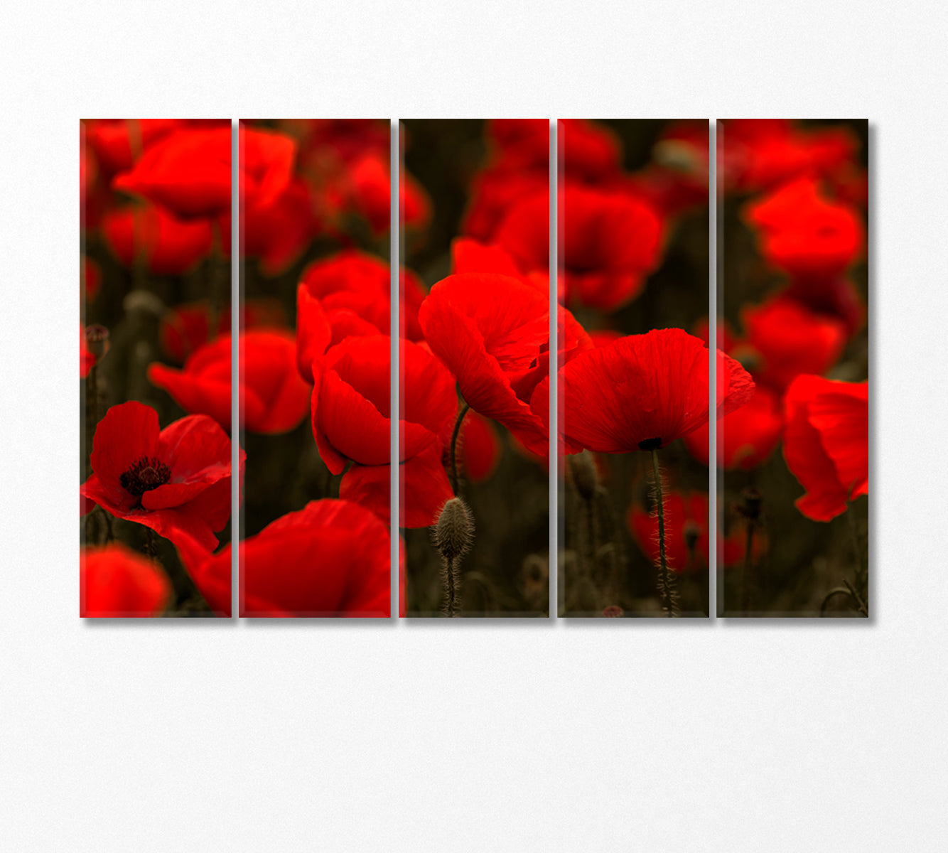Field of Red Wild Poppies Canvas Print-Canvas Print-CetArt-5 Panels-36x24 inches-CetArt