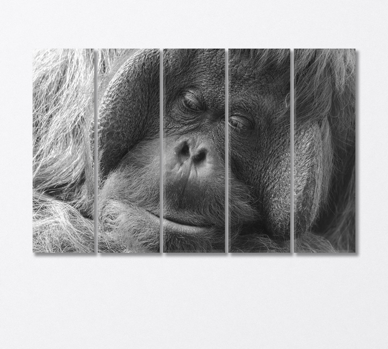 Orangutan in Black and White Canvas Print-Canvas Print-CetArt-5 Panels-36x24 inches-CetArt