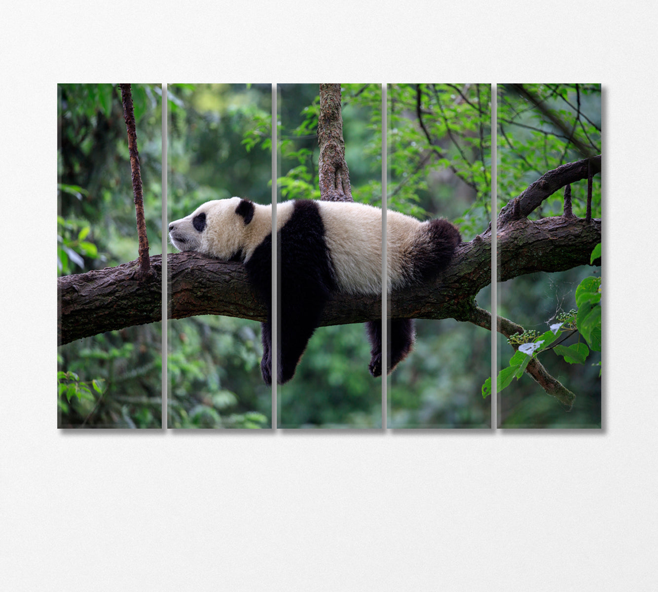 Cute Little Panda Sleeping on a Tree Canvas Print-Canvas Print-CetArt-5 Panels-36x24 inches-CetArt