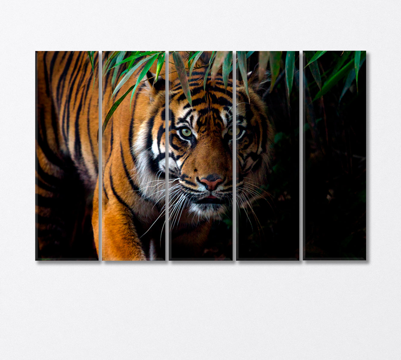 Sumatran Tiger on the Prowl Canvas Print-Canvas Print-CetArt-5 Panels-36x24 inches-CetArt