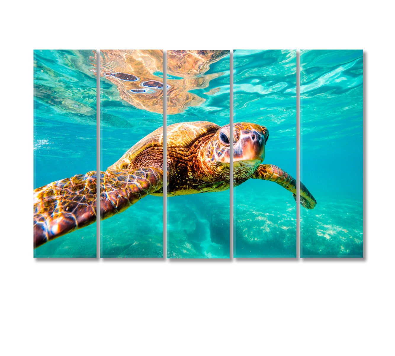 Hawaiian Sea Turtle Underwater Canvas Print-Canvas Print-CetArt-5 Panels-36x24 inches-CetArt
