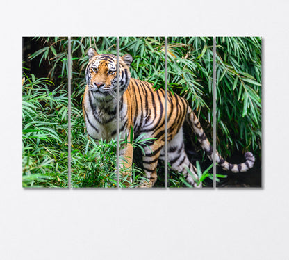 Wild Bengal Tiger on the Hunt Canvas Print-Canvas Print-CetArt-5 Panels-36x24 inches-CetArt