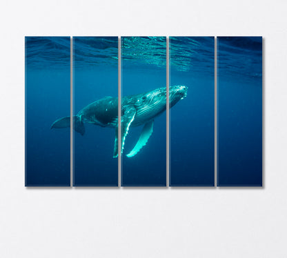 Humpback Whale Cub in the Pacific Ocean Canvas Print-Canvas Print-CetArt-5 Panels-36x24 inches-CetArt
