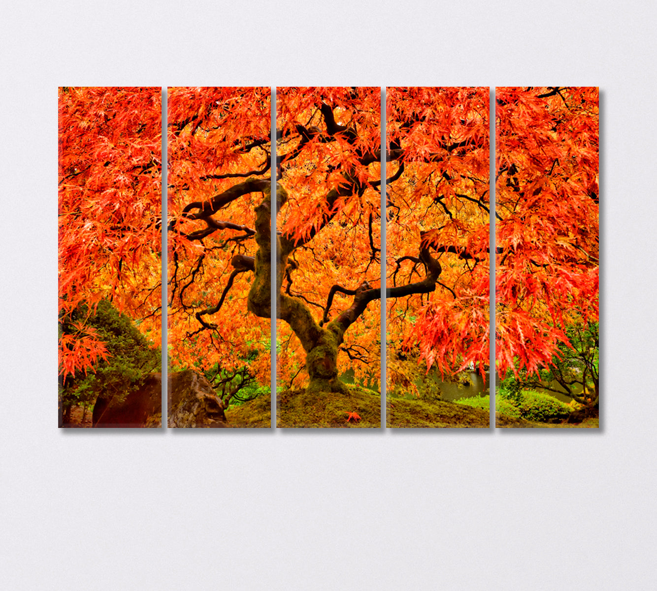 Japanese Maple in Autumn Canvas Print-Canvas Print-CetArt-5 Panels-36x24 inches-CetArt