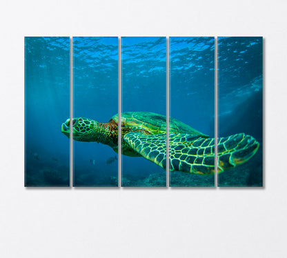 Green Sea Turtle Swimming Among Coral Reefs Canvas Print-Canvas Print-CetArt-5 Panels-36x24 inches-CetArt