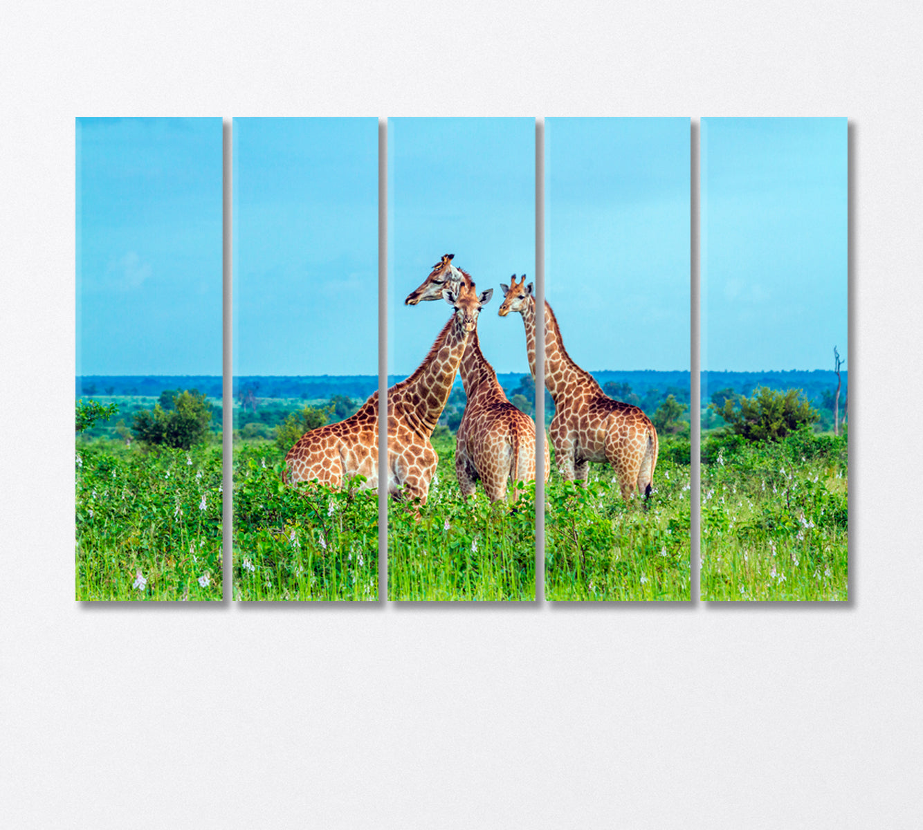 Three Giraffes in Kruger National Park Africa Canvas Print-Canvas Print-CetArt-5 Panels-36x24 inches-CetArt