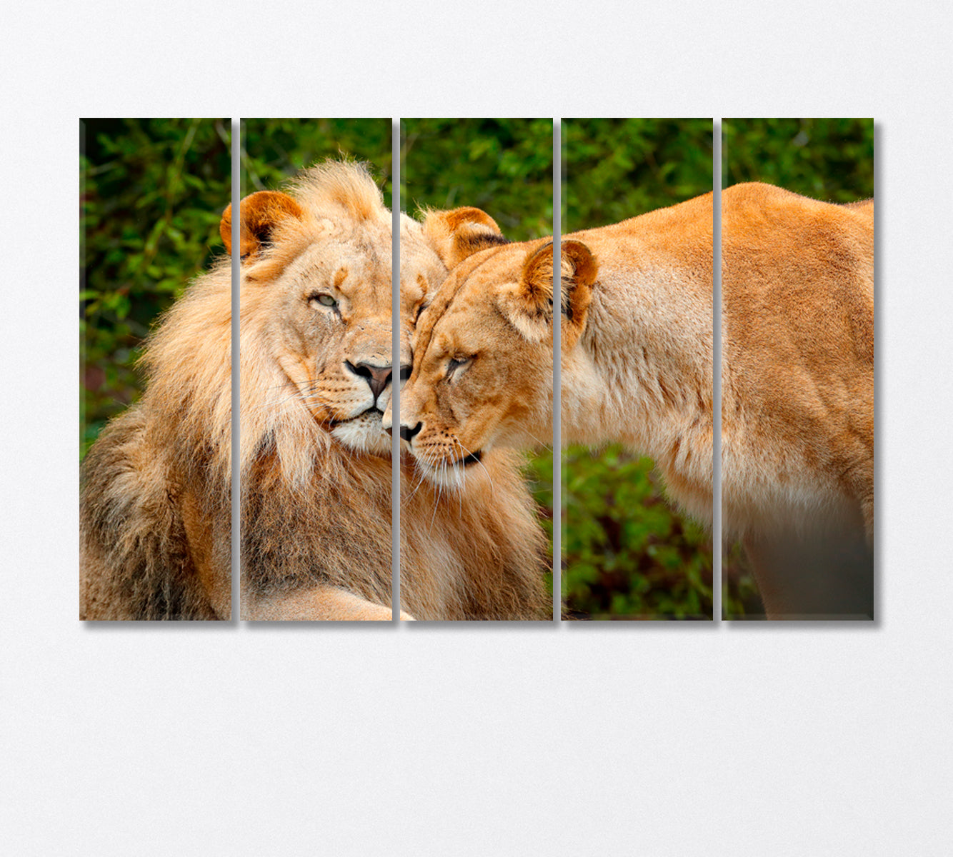 Pair of African Lions Chobe National Park Africa Canvas Print-Canvas Print-CetArt-5 Panels-36x24 inches-CetArt