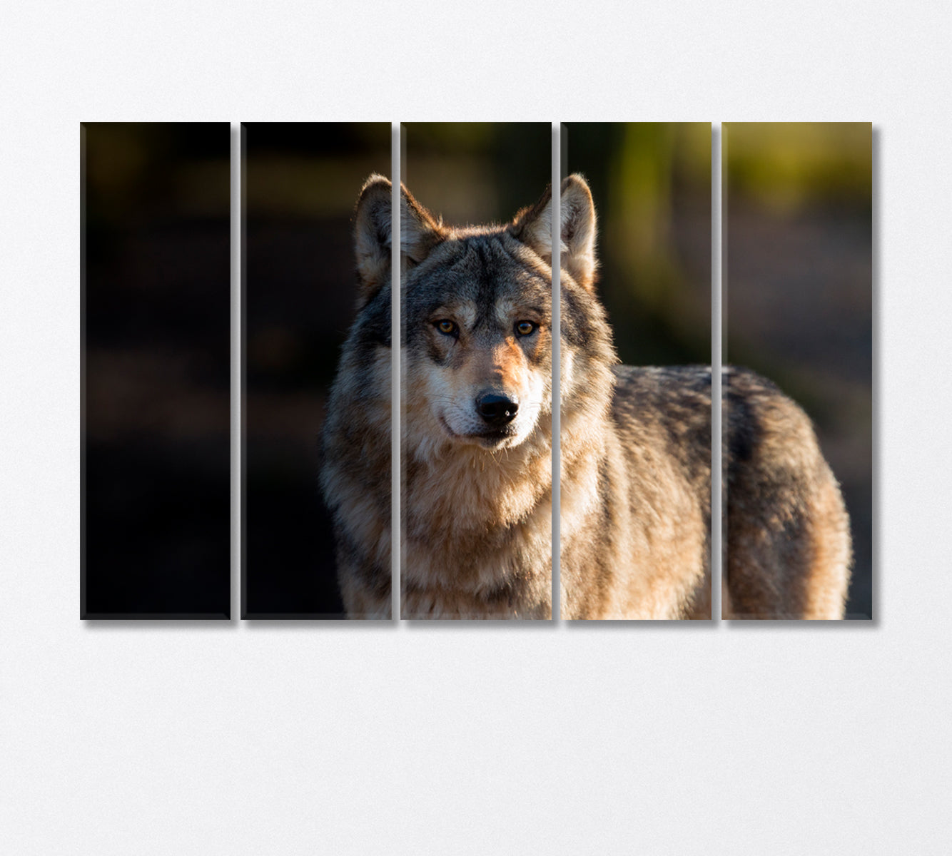 Stately Gray Wolf Canvas Print-Canvas Print-CetArt-5 Panels-36x24 inches-CetArt