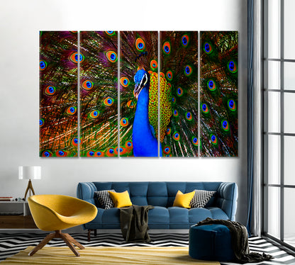 Colorful Dancing Peacock Canvas Print-Canvas Print-CetArt-1 Panel-24x16 inches-CetArt