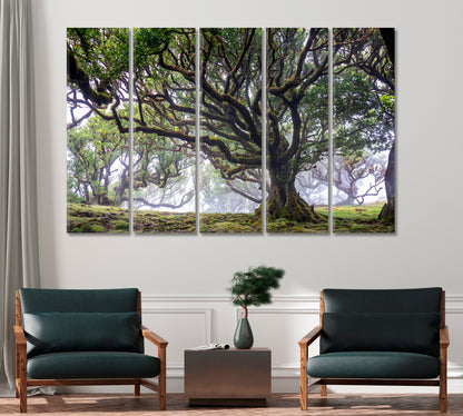 Laurel Tree in Laurisilva Forest Madeira Island Portugal Canvas Print-Canvas Print-CetArt-1 Panel-24x16 inches-CetArt