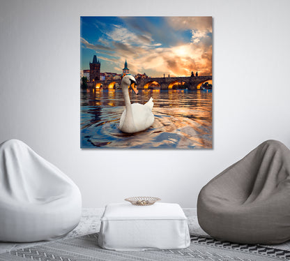 Swan in Vltava River in Prague Canvas Print-Canvas Print-CetArt-1 panel-12x12 inches-CetArt